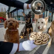 Aldi Launches Festive Dog Mince Pies for £4.99 Ahead of Christmas