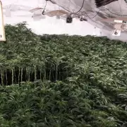 Birmingham's Largest Cannabis Farm: £9.5m Plants Seized in Lozells Raid