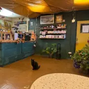 Birmingham's Quirky Station Café Saved from Closure After Cat Complaint