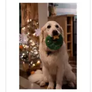 Boots' 3 for 2 Christmas Dog Gifts Under £10: Top Picks