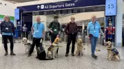 Bristol Airport Hosts Guide Dog Puppies for Crucial Socialisation Training