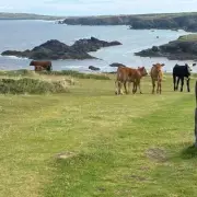 Cornwall farmer fined £12k after cows attack dog walker, 75, on coastal path