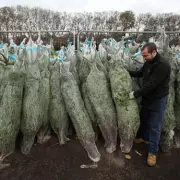 Ditch 8 Christmas Traditions to Save £392, Urge UK Finance Experts