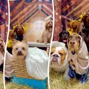 Dog Nativity Scene in Failsworth Brings Festive Cheer with Costumed Pooches