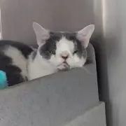 Flea-Ridden Cat with Nose Deformity Rescued from Wolverhampton Home