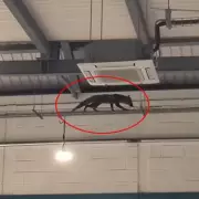 Fox Rescued After Three Days Roaming Roof of Worcester Gym