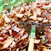 Garden Expert's 4 Ingenious Ways to Use Fallen Leaves This Winter