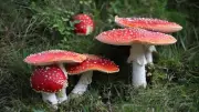 Garden Mushroom Searches Surge 153%: How to Identify & Remove 6 Toxic Fungi