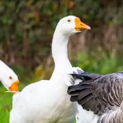 Geese Stolen from Newport Park Feared Taken for Christmas Dinner