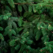 Home Bargains Sells Christmas Trees for Just £10.99 in Festive Price War