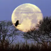 Last Supermoon of 2025: Cold Moon to Shine Over Birmingham Tonight