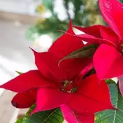 Make Your Poinsettia Bloom Again Next Christmas With One Monthly Task