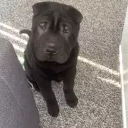 Man jailed for 18 months after stabbing seven-month-old puppy to death