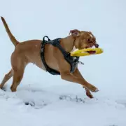 Met Office Forecasts Snow in Christmas Week After 15-Year White Christmas Drought