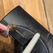 Mouse spotted at Bullring's Batch'd stall as shopper shares video