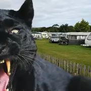 Mysterious 'Big Cat' Caught on CCTV in Malvern Driveway