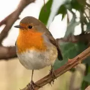 Owl Hoots Cause Robins to Eat Less on Migration, Study Finds