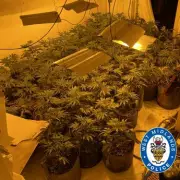 Police Uncover 'Vast' Three-Floor Cannabis Farm in Birmingham Raid