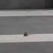 Rat filmed scurrying across Birmingham New Street station concourse