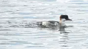 Sefton Coast's Winter Wildlife: Smew Duck & Blooming Flowers Defy Season