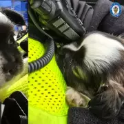 Stolen Puppy 'Stechie' Rescued from Under Clothes Pile in Police Raid