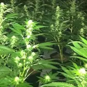 Tipton Drugs Den Raid: 200 Cannabis Plants Seized, 37-Year-Old Man Arrested