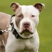 Toy Poodle Mauled to Death by XL Bully in Leicester Street Attack