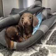Two Dachshund Puppies Die After Being Dumped in Rain-Soaked Box on Towpath