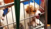 UK Bans Puppy Smuggling: New Law Cracks Down on Illegal Pet Imports
