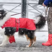 UK Braces for -9C Snow Storm with 10cm Forecast for Six English Counties