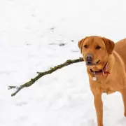 UK Christmas Day Blizzards: -1C Temperatures and Snow Forecast