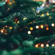 UK Christmas Decoration Warning: £1,000 Fines for Garden Waste Dumping