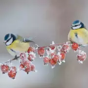 UK Christmas Weather: Frosty Temperatures and Wintry Showers Forecast