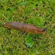 UK Gardeners Risk Fines for Illegal Slug Pellets in Sheds