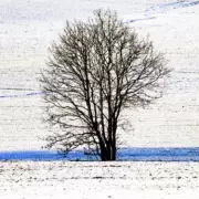 UK Snow Alert: 21 Counties Brace for -4C Freeze and Widespread Snowfall