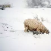 UK Snow Bomb Expands to 330 Miles: Exact Hour Flurries Start Announced