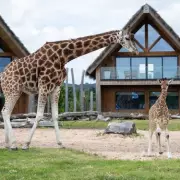 West Midlands Safari Park Expands with Eight New Lodges for 2026