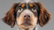 Why Dogs Stare at Nothing: Vet Explains the Science Behind Spooky Behaviour