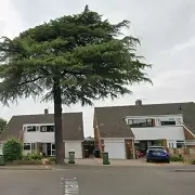 Worcester Cedar Tree Row: Historic Value vs Property Damage Claims