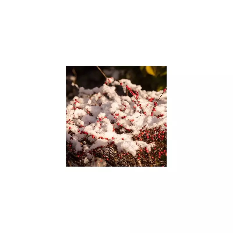 10 Stunning Snowy Scenes in Birmingham as Icy Blast Grips West Midlands