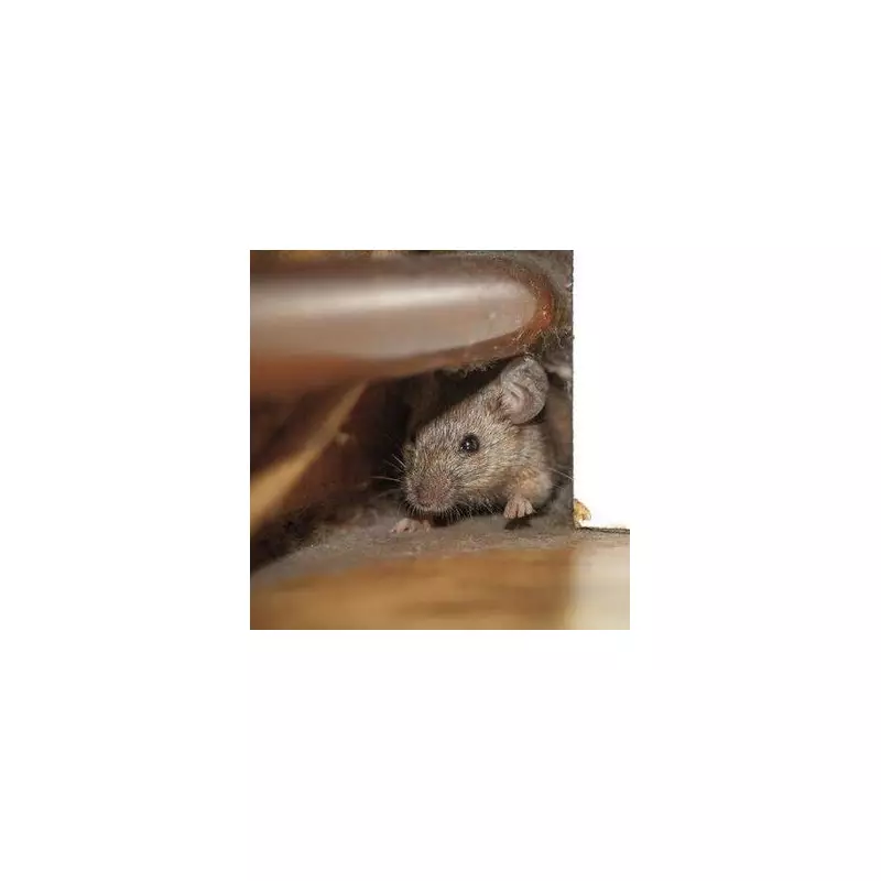 60-Second Daily Check Can Stop Rats and Mice Invading Your Home