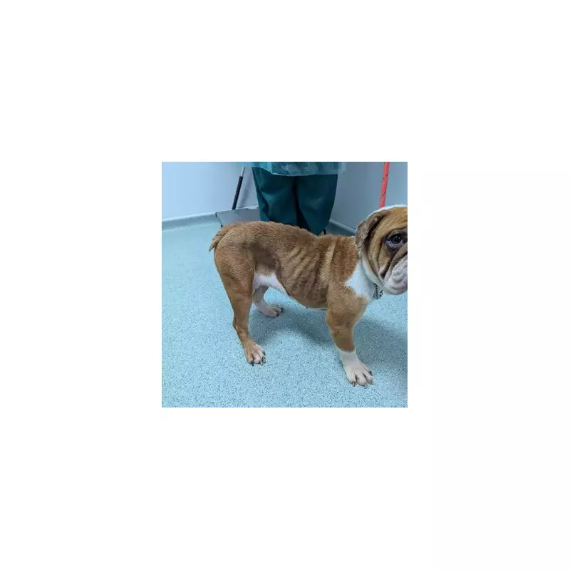 Appeal Launched After Underweight Bulldog Abandoned Outside Dudley Asda