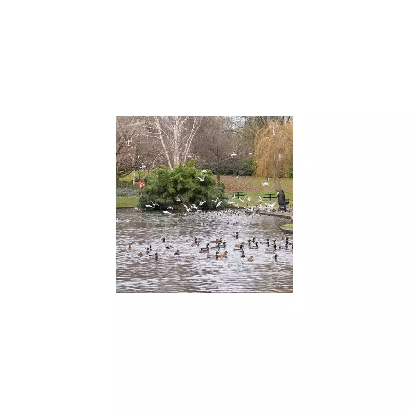 Avian Flu Confirmed in Birmingham Parks: Public Urged to Follow Key Rules