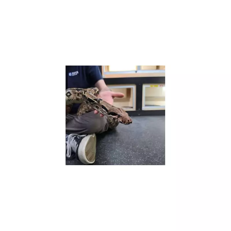 Britain's Longest Serving Shelter Resident: Bernard the Boa Awaits a Home