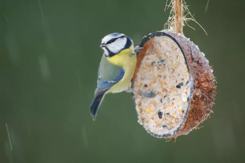 Cheap Ways to Feed Garden Birds for the Big Garden Birdwatch 2026