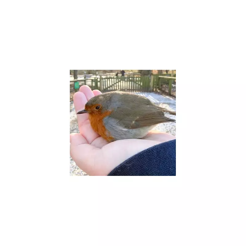Chilly Robin Snuggles into Visitor's Hair at Yorkshire Wildlife Park