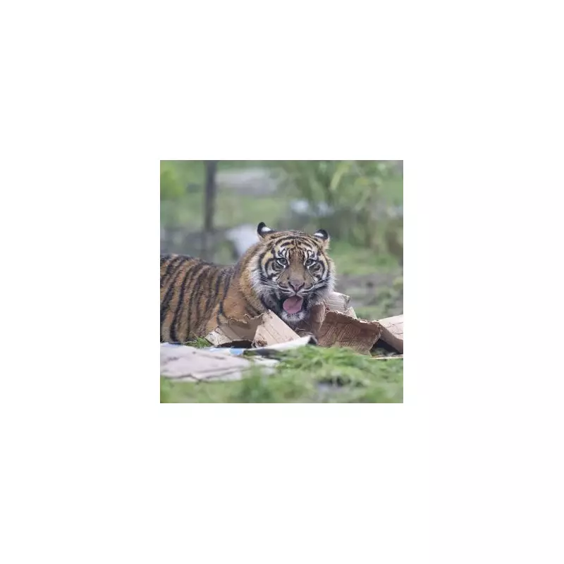 Critically Endangered Tiger Cubs Mark First Birthday at West Midlands Safari Park