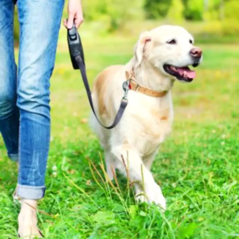 Dog Walkers Hail Waterproof Walking Shoes as 'So Comfy' During 61% Amazon Discount