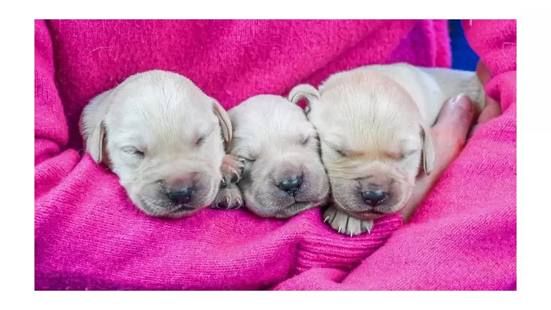 First Guide Dog Puppies of 2026 Born: Meet the Litter of 10