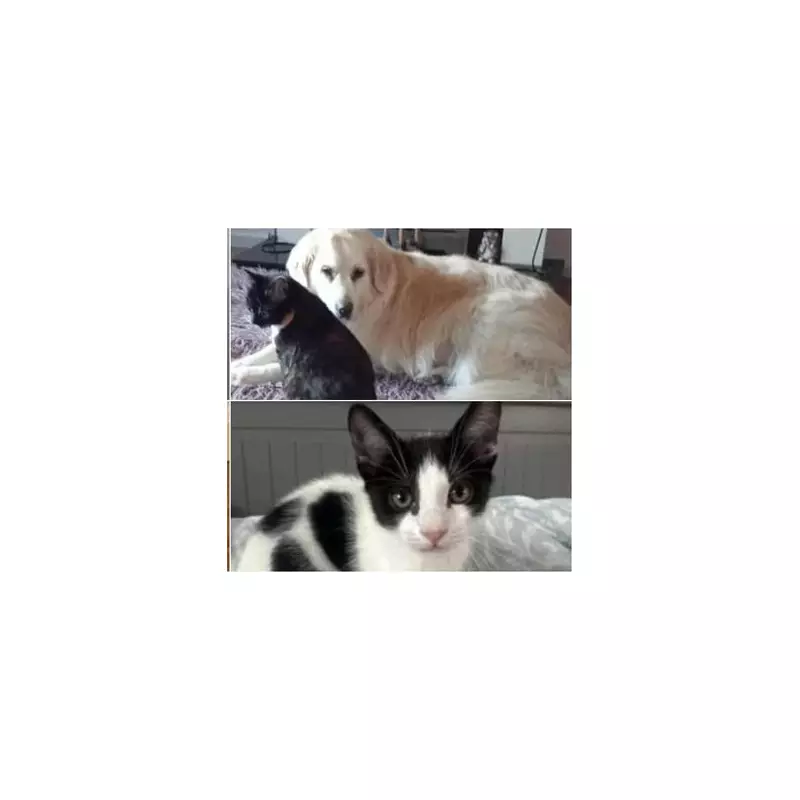 Five Pets Seek Forever Homes: Dudley Charity's Urgent Christmas Appeal